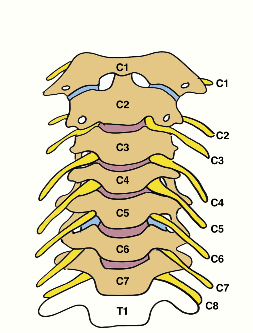 Cervical nerve roots