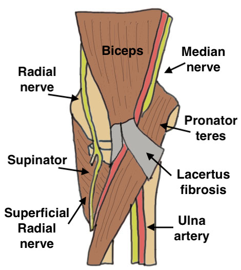 anatomy