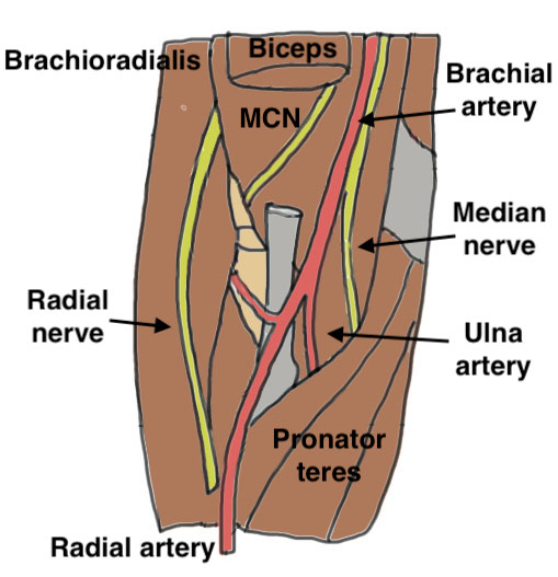 Anatomy