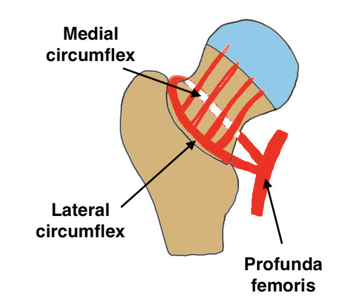 Blood supply femoral head