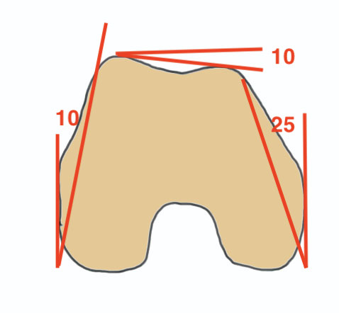 Distal femur anatomy