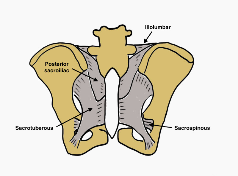 LIgaments pelvis posterior