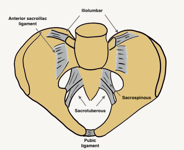 Pelvis anatomy 1